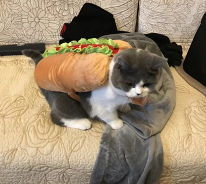 Pet Sandwich Costume